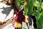 Red Hot Chili Bearded Iris.tif