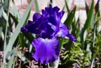 Speed Limit Reblooming Iris.tif