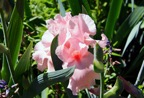 Magical Bearded Iris.tif