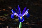 Blue Star Dutch Iris.tif