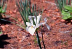 White Excelsior Dutch Iris.tif