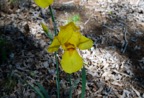 Harvest of Memories Bearded Iris.tif