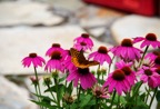 Butterfly on Cone Flowers 1.tif