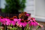 Butterfly on Cone Flowers 2.tif