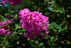 Crepe Myrtle 1.tif