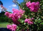 Crepe Myrtle 2.tif