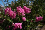 Crepe Myrtle 3.tif